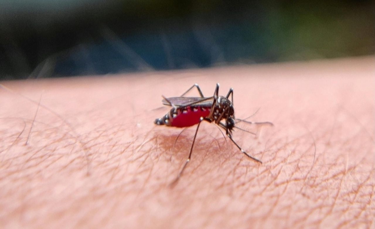 Foto: Pexels -Nyamuk demam berdarah-